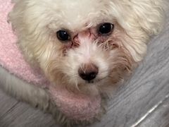 -伟伟宠物医院·CT影像中心·瑞派犬猫综合性门诊(汉口总院)