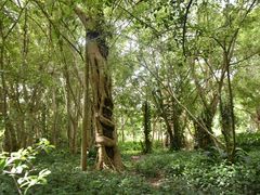 -中国科学院西双版纳热带植物园