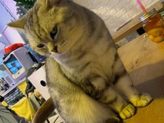 -平行世界·猫咖(首经贸店)