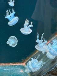 -Zoolung Zoolung动物主题公园(海信广场店)