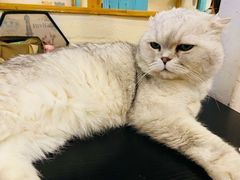 -猫小院猫主题咖啡厅(北锣店)