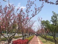 -顾村公园3号门停车场