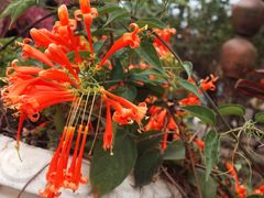 -西双版纳傣族园