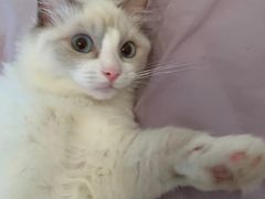 -老吴的猫·猫舍(新区店)