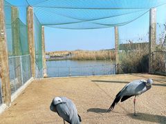 -盐城丹顶鹤湿地生态旅游区