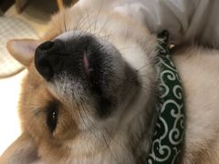 -逗柴咖啡屋·狗咖猫咖宠物桌游
