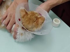 -宠福鑫康馨动物医院·骨科·眼科