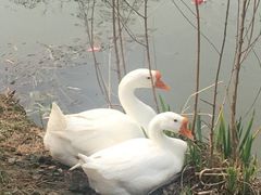 -上海长兴岛郊野公园