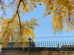 -三里屯东五街银杏大道