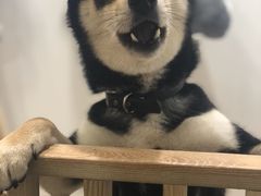 -柴迷FANS CLUB·柴犬狗咖·猫咖