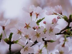 -高东镇樱花园