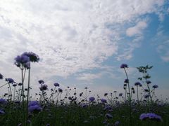 -空港花田景区
