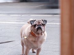 -Silly Dog Coffee(滨江店)