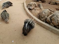 -石家庄市动物园