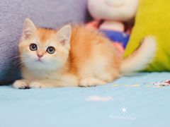 -Bastet sally猫舍购宠(静安店)