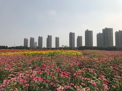 -映月湖中央公园