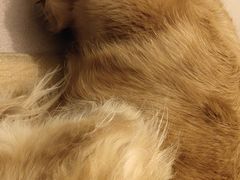 -纳吉亚猫专科动物医院·北北分院