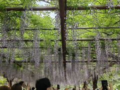 -嘉定紫藤园