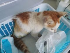 -爱诺耐芙动物医院(万博店)