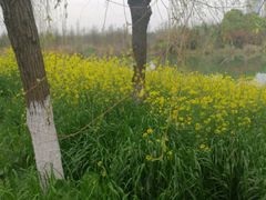 -艾溪湖湿地公园