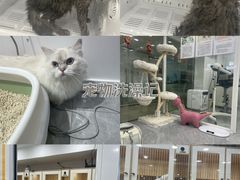 -爱洗澡的猫(天河路店)