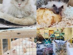 -青石桥花鸟鱼虫市场(叠翠城店)