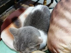 -猫色咖啡·猫咖