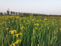 -永定河休闲森林公园