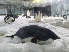 -珠海长隆海洋王国