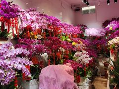 -溪岸路花鸟市场