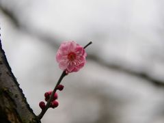 -白塘生态植物园