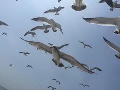 -海驴岛(荣成市)