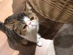 -瞄一喵猫咖(格力海岸店)