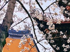 -灵谷景区