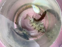 -小猫钓鱼海钓俱乐部(椰梦长廊店)