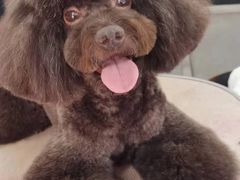 -翊宠yipet猫狗购宠庄园犬舍•猫舍