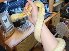 -吉丁鸟咖·异宠·寄养