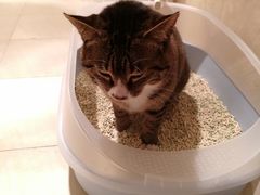 -爱贝特动物医院·猫口炎专科