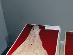 -安阳博物馆