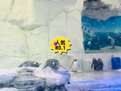 -华夏文旅海洋公园