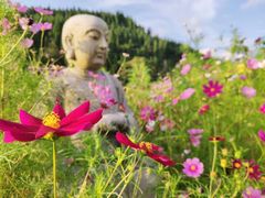 -武陵山森林公园