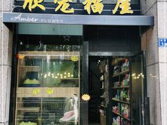 -欣宠猫屋·矮脚拿破仑·蓝金金渐层