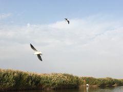 -乌梁素海景区