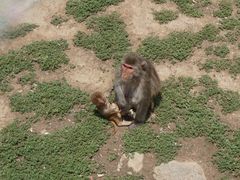 -西安秦岭野生动物园