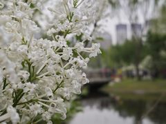 -群力丁香公园