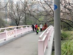 -青枫公园