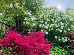 -上海共青森林公园