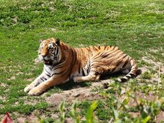 -沈阳森林动物园