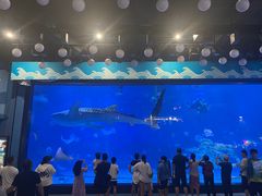 -烟台海昌鲸鲨海洋公园