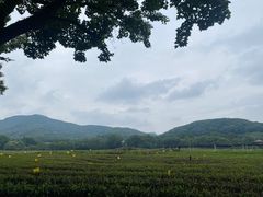 -龙井村